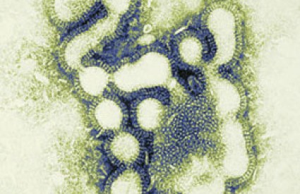 Svinjska gripa - virus 