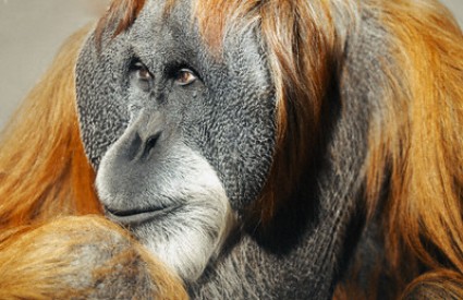 Bornejski orangutan