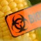 gmo_corn_biohazard.jpg