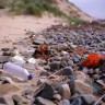 Britanske plaže zasute smećem