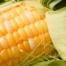 Nijemci zabranili GMO