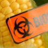 GMO kukuruz ne stiže u Hrvatsku