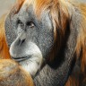 Pronađena nova orangutanska populacija 