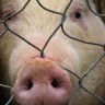 Egipat će poklati sve svinje u državi