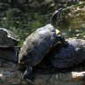 Ujedinjeni u borbi za spas barske kornjače