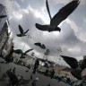 Gdje nestaju svi gradski golubovi?