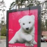 Knut u centru komercijalne bitke