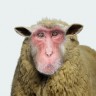 Znanstvenici kreirali majmun-ovcu