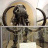 Prodan kostur sibirskog mamuta