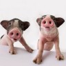 Presađivanje srca svinje u čovjeka je frankenštajnska medicina