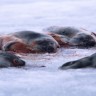 Konačno izglasana zabrana masakra beba tuljana 