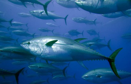 Plava tuna je postala ugrožena