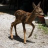 Bambi spašen nakon strašne nesreće