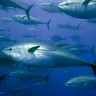 Tuna prodana za rekordnih 175.000 dolara