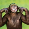Škakljanjem majmuna otkivene istine o ljudskom smijehu