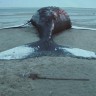Grbavi kitovi su oceanske lutalice