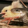 Zabranjeno posluživanje kokoši otrovanih zmijskim otrovom