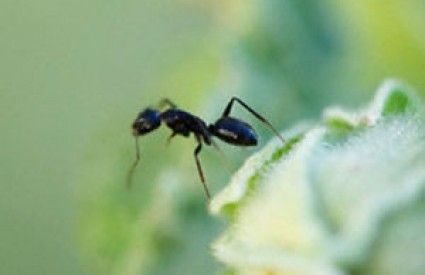 Mravi su vrsni ratari