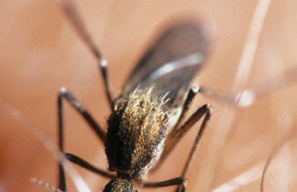 Kako spriječiti razmnožavanje komaraca