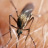 GM komarcima protiv denga groznice