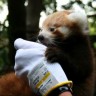 Kuja posvojila dva napuštena mladunca pande