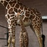 Žirafa rodila 11. mladunče u zatočeništvu