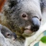 Uginula najomiljenija australska koala