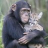 Čimpanza posvojila napušteno mladunče pume