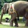Proteza za slonicu