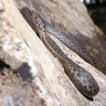 U Kaliforniji pronađene rijetke zmije podvezice