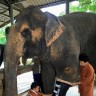 Slavna slonica Motola dobila protezu
