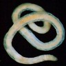 Otkrivena nova vrsta crva na dnu Tihog oceana