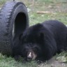 Ubili medvjeda koji je napadao turiste