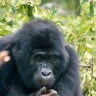 Facebook čuva gorile u Ugandi