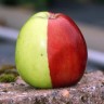 Čudo prirode: Crvena i zelena jabuka u jednom plodu
