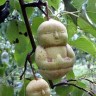 Kinezi poludili za kruškama s likom Buddhe