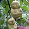 Izlaz iz krize za kineske farmere - voće nalik Buddhi