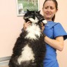 Divovska mačka od 8 kg kreće na dijetu