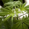 Sintetička marihuana sve veći hit među mladima u svijetu