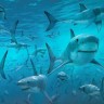 Otvara se prvi svjetski rezervat za morske pse