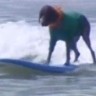 Psi surferi zajahali kalifornijskim valovima