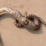 U Kini pronađena zmija s kandžom