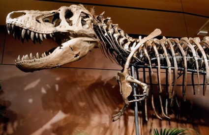 Kako je Mujo izračunao starost dinosaura