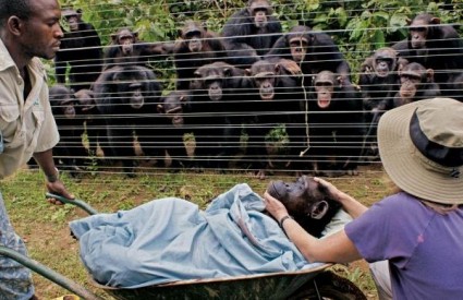 Tuguju li čimpanze
