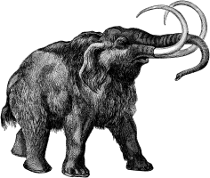 Koju prehistorijsku životinju zna Mujo?
