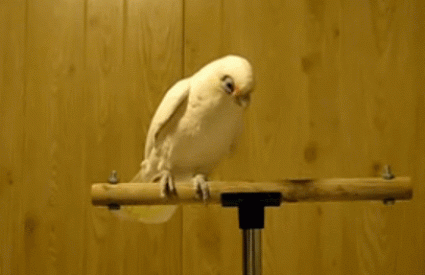Što je sve papagaj naučio u javnoj kući