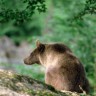 Francuskim mrkim medvjedima prijeti izumiranje