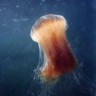 Pronađena divovska meduza