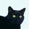 Crne mačke najveće su žrtve praznovjerja