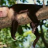 Sibirski majmuni crnim vinom protiv svinjske gripe